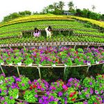 Làng Hoa Sa Đéc – Điểm du xuân hấp dẫn