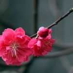 Điểm danh 8 làng hoa đẹp nhất cả nước