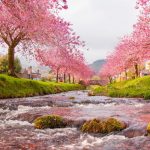 Tour du lịch Nhật Bản mùa anh đào nở sớm Tháng 2: Ueno – Osaka – Kyoto – Kariya 5N4Đ