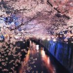 5 điểm ngắm hoa anh đào tuyệt đẹp ở Tokyo