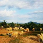 Du lịch Ninh Thuận tháng 3 có gì đặc sắc?