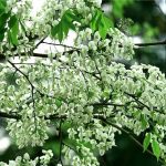 Mùa Hoa Sữa ở Hà Nội – Mùa tháng Ba đẹp ngỡ ngàng
