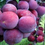 Cẩm nang du lịch Lào Cai bạn cần biết