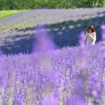Tour du lịch Nhật Bản tháng 7 – 8 mùa hoa Lavender 7N6Đ