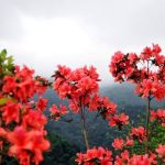 Ngỡ ngàng vẻ đẹp lễ hội hoa đỗ quyên Sa Pa, Đà Lạt