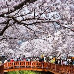 Bí kíp thưởng ngoạn trọn vẹn Seoul vào mùa hoa anh đào