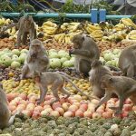 Khám phá thị trấn Khỉ độc đáo ở Thái Lan