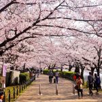 Hoa anh đào nở sớm ở ngôi làng ngoại ô Tokyo