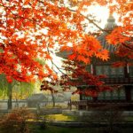 Tour du lịch Hàn Quốc mùa lá đỏ 5N4Đ: Nami – Everland – Cung điện hoàng gia