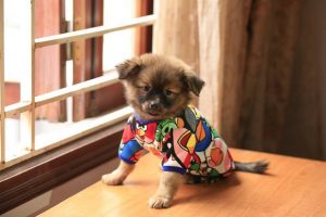 Khách sạn có cho phép mang thú cưng vào không?