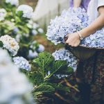 Có một cánh đồng Cẩm Tú Cầu đẹp như tranh ở Đà Lạt
