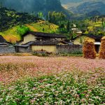 Ngắm Hà Giang chìm trong sắc hồng của mùa hoa tam giác mạch