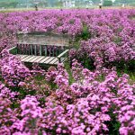 Ngỡ ngàng trước cánh đồng hoa Thạch Thảo Tím đẹp rụng tim ở Hà Nội