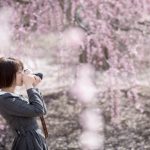 Đến Nhật Bản mùa Xuân ngắm hoa Ume đẹp mơ màng