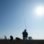 Tashirojima – Nhật Bản: thánh địa cho những kẻ yêu mèo.