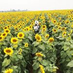 Tour Hà Nội – xứ Nghệ ngắm hoa hướng dương 1 Ngày