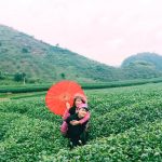 Tour Du Lịch Tây Bắc 2 Ngày 1 Đêm Tết Âm| Hà Nội – Mộc Châu – Cầu Kính Bạch Long