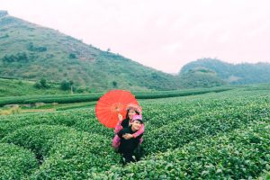 Tour Du Lịch Tây Bắc 2 Ngày 1 Đêm Tết Âm| Hà Nội – Mộc Châu – Cầu Kính Bạch Long