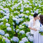Lưu liền 4 vườn cẩm tú cầu tuyệt đẹp cho chuyến du xuân Đà Lạt