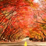 Vẻ đẹp thiên nhiên mùa thu Hàn Quốc làm say lòng du khách