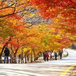 Tour du lịch Hàn Quốc 6N5D: Seoul | đảo Jeju | Everland