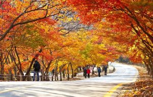 Tour du lịch Hàn Quốc 6N5D: Seoul | đảo Jeju | Everland