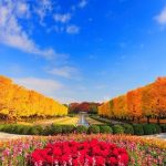 Tour du lịch Nhật Bản: Ngây ngất sắc thu Narita – Núi Phú Sĩ -Nagoya – Tokyo 5N4Đ