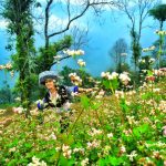 Kinh nghiệm du lịch Hà Giang tháng 11 ngắm hoa tam giác mạch