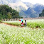 Kinh nghiệm du lịch Mộc Châu mùa hoa cải trắng
