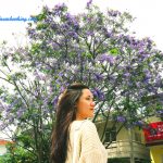 Lịch trình đi Đà Lạt chi tiết mùa phượng tím