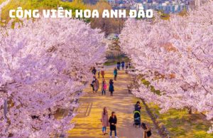 Tour Hàn Quốc Mùa Xuân 5N4Đ: Seoul – Nami – Everland – CV Hoa Anh Đào Yeouido