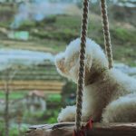 Top 5 khách sạn tốt nhất cho phép vật nuôi ở Đà Lạt