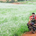 Kinh nghiệm du lịch Mộc Châu tự túc cho người đi lần đầu