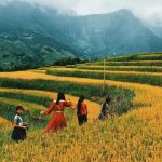 Kinh nghiệm du lịch Sapa mùa lúa chín đẹp nhất năm!