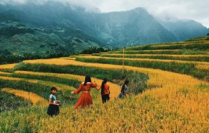 Kinh nghiệm du lịch Sapa mùa lúa chín đẹp nhất năm!