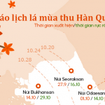 Lịch ngắm mùa thu lá vàng Hàn Quốc 2023 – Chính thức, cụ thể
