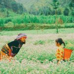 Top 5 địa điểm ngắm hoa tam giác mạch Hà Giang đẹp nhất?