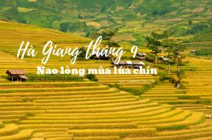 Du lịch Hà Giang tháng 9 – Đẹp nao lòng mùa lúa chín