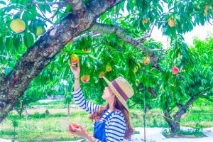 Tour Du Lịch Nhật Bản 4 ngày 3 đêm: Trải Nghiệm Tokyo – Yamanashi – Fuji