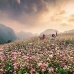Đắm chìm giữa mùa tam giác mạch Hà Giang đẹp tựa thiên đường