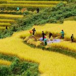Kinh nghiệm đi Hà Giang mùa lúa chín 2024