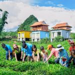 Tour du lịch Đà Nẵng – Hà Nội – Mộc Châu – Mai Châu 3 ngày 2 đêm