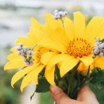 Tour Đà Lạt – Đường Hầm Đất Sét – Cà Phê Mê Linh Mùa hoa dã quỳ 3N3Đ