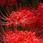 Hoa Bỉ Ngạn ở Đà Lạt – Ý nghĩa và truyền thuyết huyền bí
