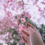 Tour Tết Dương Lịch Đà Lạt có gì hấp dẫn? Gợi ý địa điểm thú vị nhất