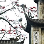 Hoa gạo nở vào mùa nào trong năm? Nao lòng mùa hoa gạo tháng 3 Hà Nội 