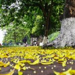 Đi Hà Nội mùa nào đẹp nhất trong năm với cảnh đẹp mơ màng?