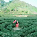 Review đồi chè Trái tim Mộc Châu xanh ngát với bao điều lý thú