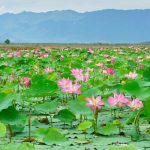 Tour Đồng Tháp Cần Thơ 2 Ngày: Đồng Tháp – Gáo Giồng – Chợ nổi Cái Răng – KDL Vàm Xáng