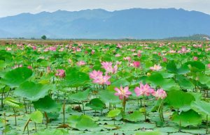 Tour Đồng Tháp Cần Thơ 2 Ngày: Đồng Tháp – Gáo Giồng – Chợ nổi Cái Răng – KDL Vàm Xáng